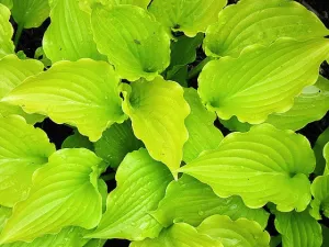 Brocade Hosta