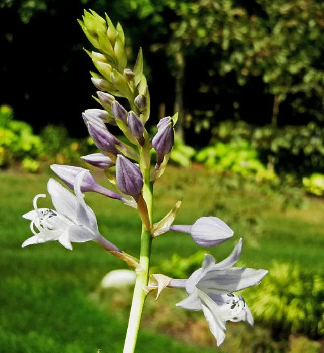 Brocade Hosta