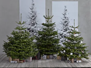 Christmas Trees